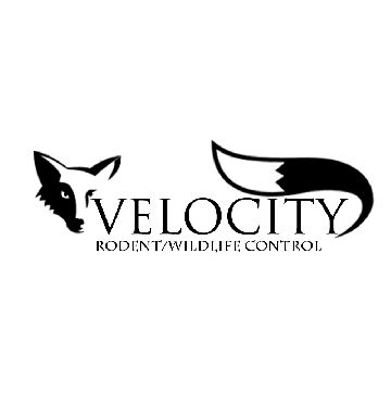 Cheap Pest Control