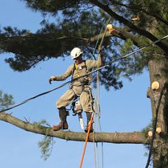 Tree Service Company